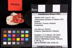 Foto (Objket + Etiketten) von Discutiolira moesica (Muţiu & Bădăluţă, 1971) 